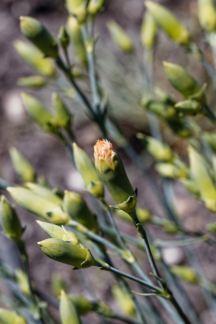 Jardin Botanique de la Bastide-018